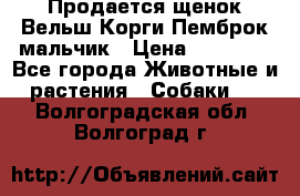 Продается щенок Вельш Корги Пемброк мальчик › Цена ­ 65 000 - Все города Животные и растения » Собаки   . Волгоградская обл.,Волгоград г.